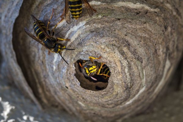 wespennest verwijderen landgraaf een wespennest in de grond